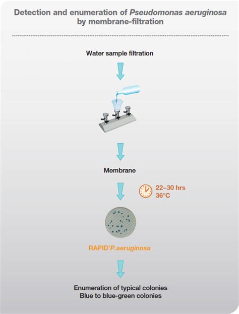Rapid Method for Detection of Pseudomonas aeruginosa on .